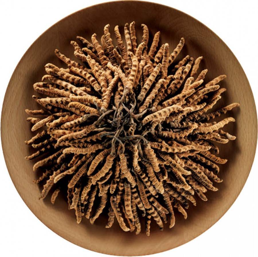 Choose the Ophiocordyceps Sinensis at National Medicine Level